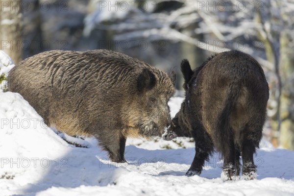 Wild boar or wild pig (Sus scrofa), walking through snow covered forest