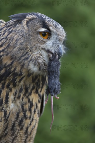 Portrait of an Eurasian Eagle Owl, Bubo bubo. Swallowing a dark grey mouse. Green vegetation in the background