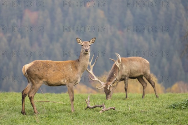 Red Deer buck at the end of the rutting season, with a female
