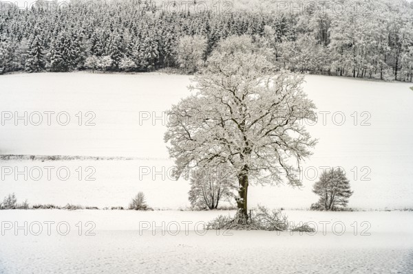 Snowy winter landscape in the Sauerland, Sundern, Hochsauerlandkreis, North Rhine-Westphalia