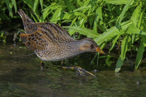 Spotted crake (Porzana porzana, Ortygometra porzana) foraging in marshland in summer