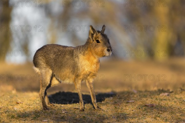 One Patagonian mara (Dolichotis patagonum) walks over a dry meadow in early morning light