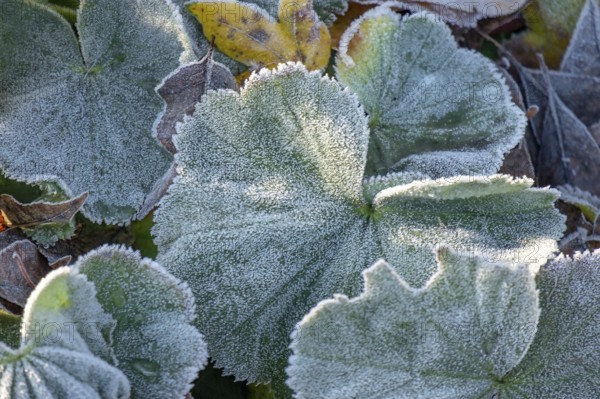 Lady's mantle leaves with hoarfrost, Münsterland, North Rhine-Westphalia, Germany, Europe