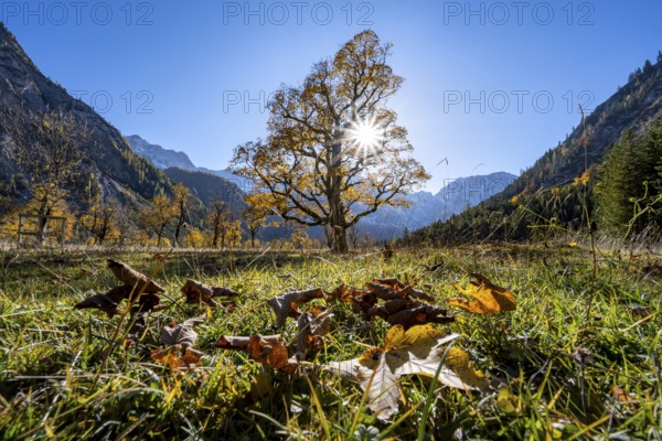Sycamore maple with autumnal yellow foliage and Solaster endeca, large maple base in autumn, rocky mountain peaks behind, Rißtal in the Eng, Tyrol, Austria, Europe