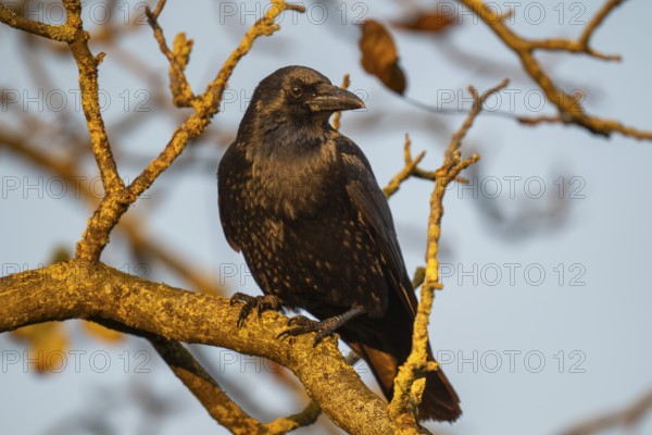 Raven (Corvus corax) sitting on a branch, morning light, Rosensteinpark, Stuttgart, Baden-Württemberg, Germany, Europe