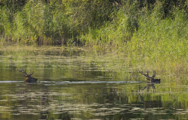 Red deer (Cervus elaphus), water, Lower Austria