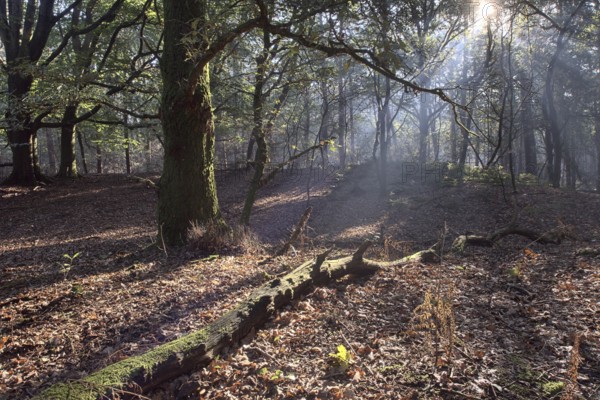 Light in the beech forest (Fagus sylvatica), Emsland, Lower Saxony, Germany, Europe