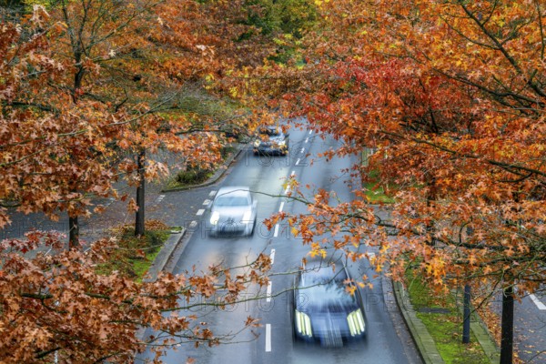 Autumn, road traffic, inner-city, trees in autumnal colours line a 4-lane road, symbolic image, Bottroper Straße in Essen, North Rhine-Westphalia, Germany, Europe