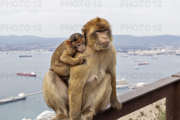 A monkey with young on its back sitting on a platform with sea view, Gibraltar, Barbary macaque (Macaca sylvanus), Europe