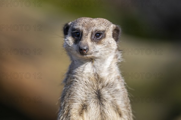 Meerkat (Suricata suricatta) standing sweet and curious in the desert, captive, occurrence Africa