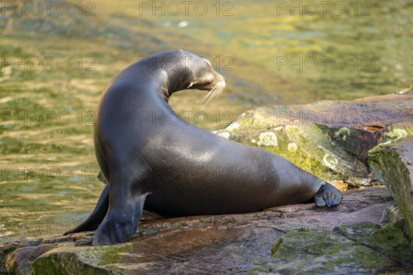 California sea lion (Zalophus californianus), at the shore of the sea, captive, Germany, Europe