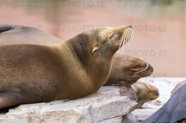 California sea lion (Zalophus californianus), at the shore of the sea, captive, Germany, Europe