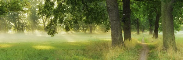 Narrow hiking trail through an avenue of oaks and ash trees in the morning light, sun shining through morning mist, Blütengrund, Naumburg, Burgenlandkreis, Saxony-Anhalt, Germany, Europe