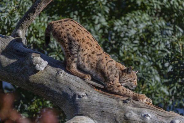 One Eurasian lynx, (Lynx lynx), walking down a fallen tree. Side view with green vegetation in the background