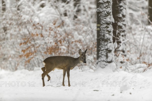 One young male Roe Deer, Roe buck (Capreolus capreolus), walking through a forest in deep snow. Trees in the background