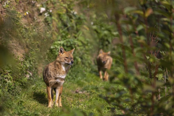 Two golden jackal (Canis aureus) walking through dense green vegetation