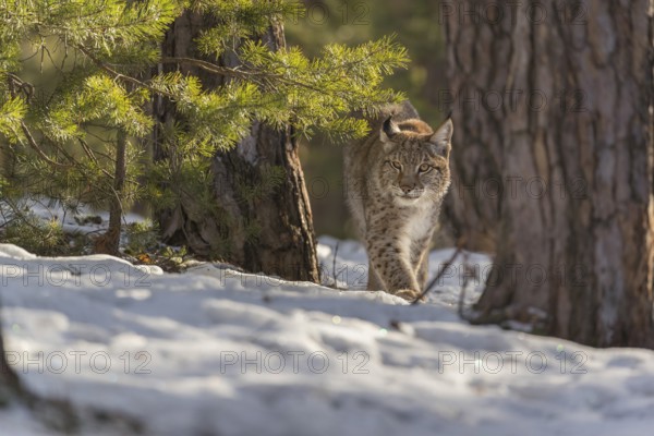 One young male Eurasian lynx, (Lynx lynx), walking over a snow covered forest ground in early morning light