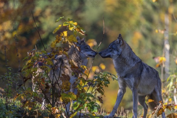 Two eurasian gray wolf (Canis lupus lupus) standing on a small hill between fall foliage