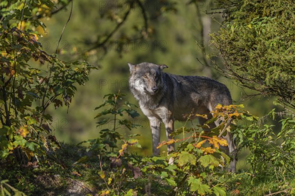 One eurasian gray wolf (Canis lupus lupus) standing on a small hill between fall foliage