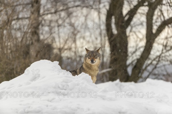 One male eurasian gray wolf (Canis lupus lupus) walking thru deep snow during snow fall. A forest in the background