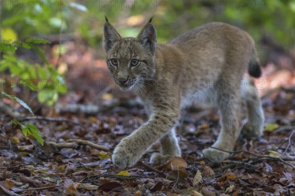 One young Eurasian lynx, (Lynx lynx), walking thru a forest. Green vegetation around him