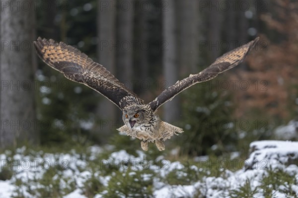 One Eurasian Eagle Owl, Bubo bubo, flying thru a forest with snow on the ground