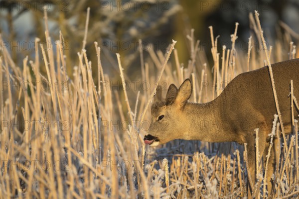 Roe deer standing in hoar frosted dead stinging nettle at minus 15 °C at sunrise. Licking off the hoar frost. Trees and dead stinging nettle in background