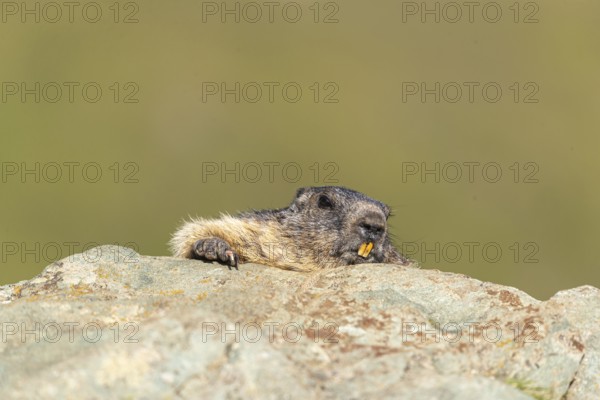 One adult Alpine Marmot, Marmota marmota resting on a rocky rim