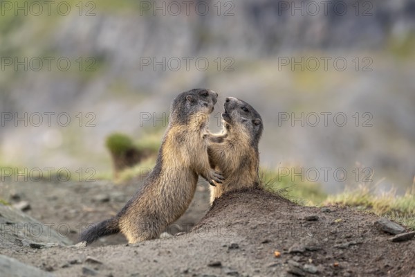 Two young Alpine Marmots, Marmota marmota, play fighting. A mountain wall in the distant background