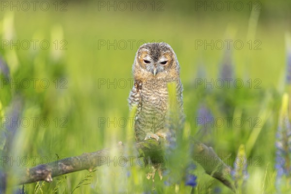 One young Ural owl (Strix uralensis) sitting on a branch lying in a field of flowering lupines in late evening light