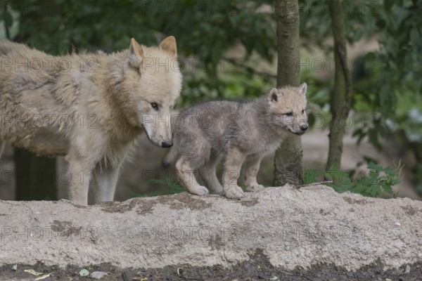 One four weeks old Arctic wolf cub and one adult wolf (Canis lupus arctos) standing on a dry dam of a pond with green forest in the background