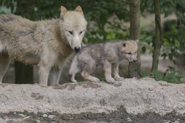 One four weeks old Arctic wolf cub and one adult wolf (Canis lupus arctos) standing on a dry dam of a pond with green forest in the background