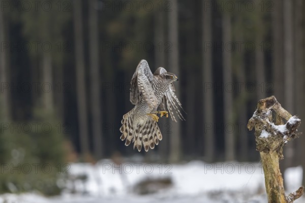 Northern goshawk, Accipiter gentilis, flying through a forest in winter and lands on a dead branch of a tree