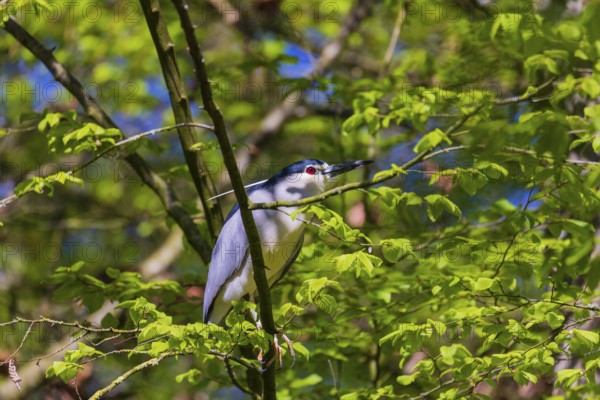 One black-crowned night heron (Nycticorax nycticorax) or black-capped night heron sits in a tree