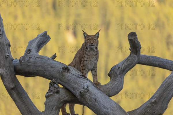 One Eurasian lynx, (Lynx lynx), standing high up on a dead tree. Frontal view with mountains and green vegetation in the background