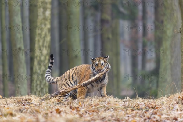 One young female Siberian Tiger, Panthera tigris altaica, playing with a branch in a forest