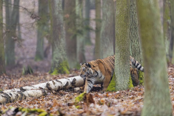 One young female Siberian Tiger, Panthera tigris altaica, running thru a forest