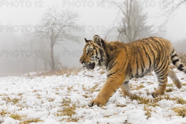 One young Siberian Tiger, Panthera tigris altaica, running over snowy meadow with dense fog in the background