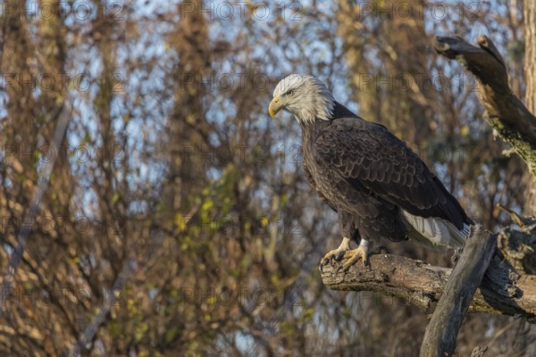 One Bald Eagle, Haliaeetus leucocephalus, standing on a branch of a tree. A forest in the background