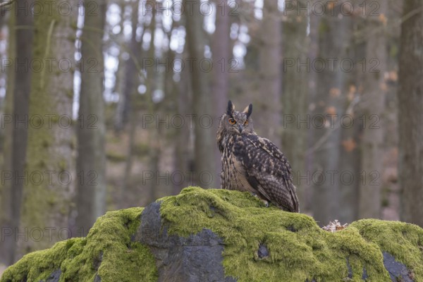 One Eurasian Eagle Owl, Bubo bubo, perched on a mossy rock. A forest in the background