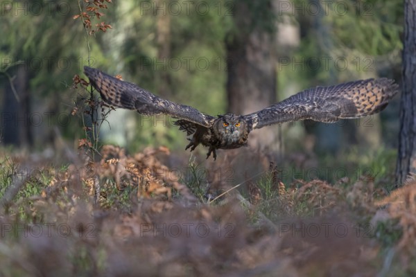 One Eurasian Eagle Owl, Bubo bubo, flying thru a forest with ferns on the ground
