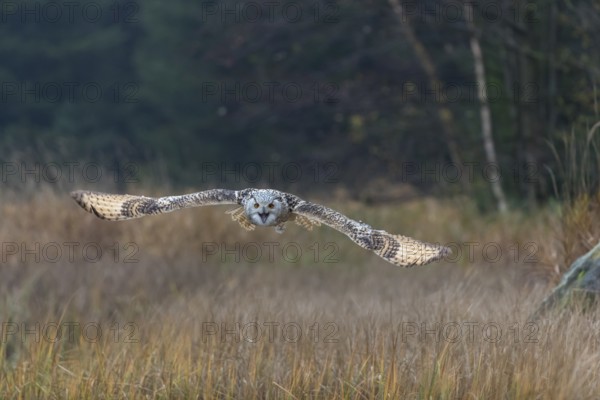One Siberian Eagle Owl (Bubo bubo sibiricus) flying over tall reed grass lakeshore on an autumnal misty cold morning
