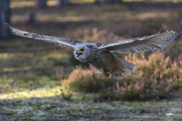 One Siberian Eagle Owl (Bubo bubo sibiricus) flying thru a forest