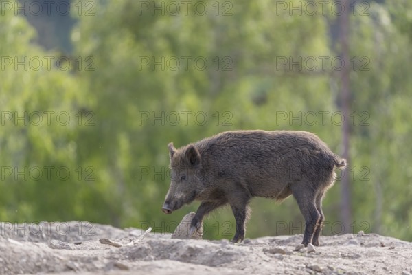 Wild boar - Sus scrofa