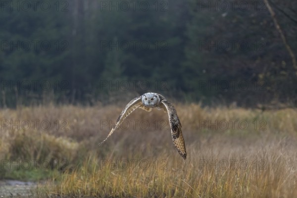 One Siberian Eagle Owl (Bubo bubo sibiricus) flying over tall reed grass lakeshore on an autumnal misty cold morning