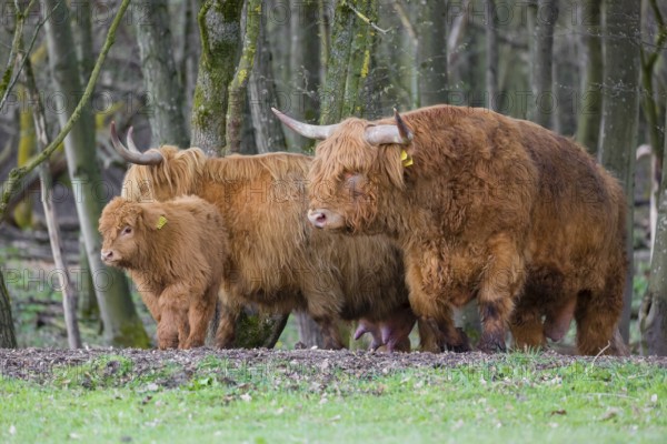 A family of Highlands (Bos (primigenius), a bull, a cow and a calf stand at a forest edge