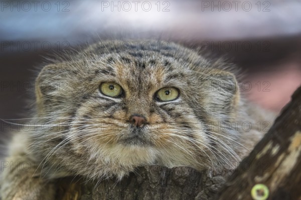 Portrait of a Pallas's cat (Otocolobus manul) or Manul. Near Threatened species on the IUCN Red List since 2002