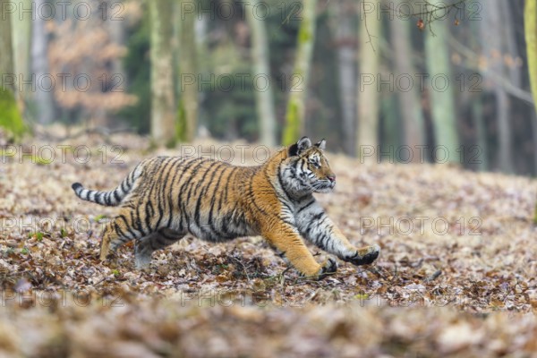 One young female Siberian Tiger, Panthera tigris altaica, running thru a forest