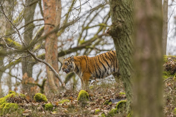 One young female Siberian Tiger, Panthera tigris altaica, walking between rocks in a forest