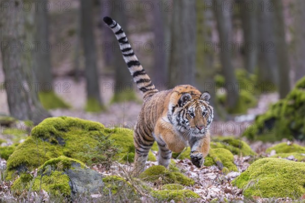 One young female Siberian Tiger, Panthera tigris altaica, walking between rocks in a forest